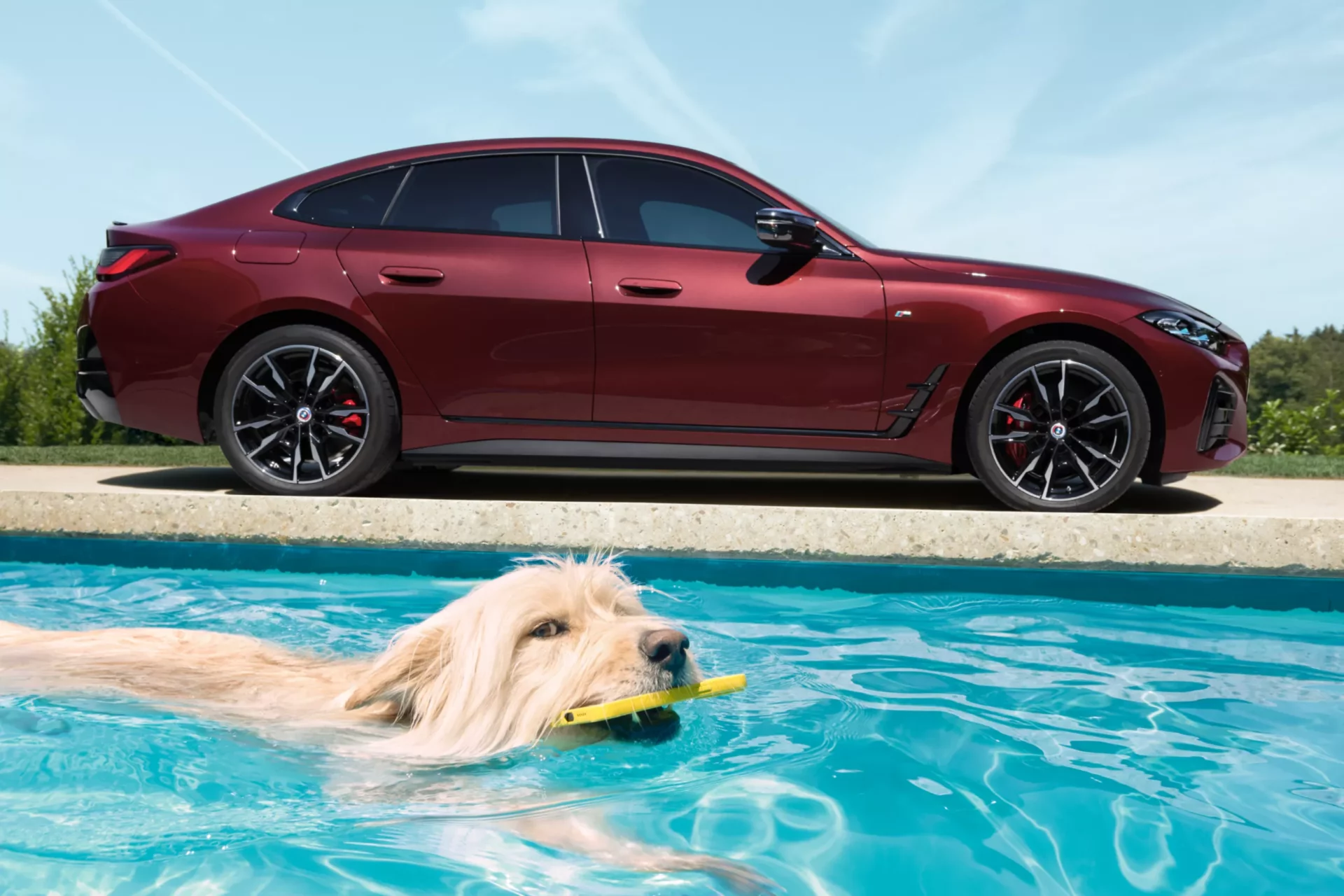 Kaltenbach Gruppe – Ein langhaariger Hund schwimmt mit einem gelben Spielzeug im Maul in einem Pool, während ein roter Sportwagen - bekannt für sein hochwertiges Servicepaket - unter strahlend blauem Himmel auf dem Bürgersteig geparkt ist. – BMW, MINI, KIA, BMW Motorrad & Honda Motorrad Partner in NRW